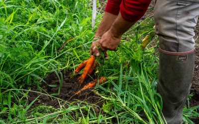 Participez au débat sur l’accès à l’alimentation en Europe
