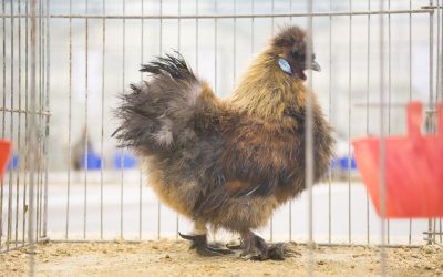 Salon de la basse-cour et de la biodiversité, les 24 et 25 octobre