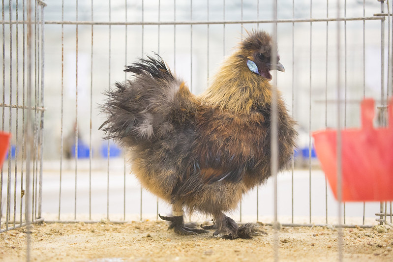 Salon de la basse-cour et de la biodiversité, les 24 et 25 octobre
